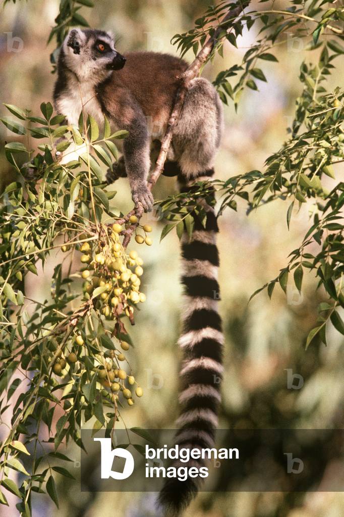 Ring-Tailed Lemurs, Madagascar, East Africa, Africa (photo)