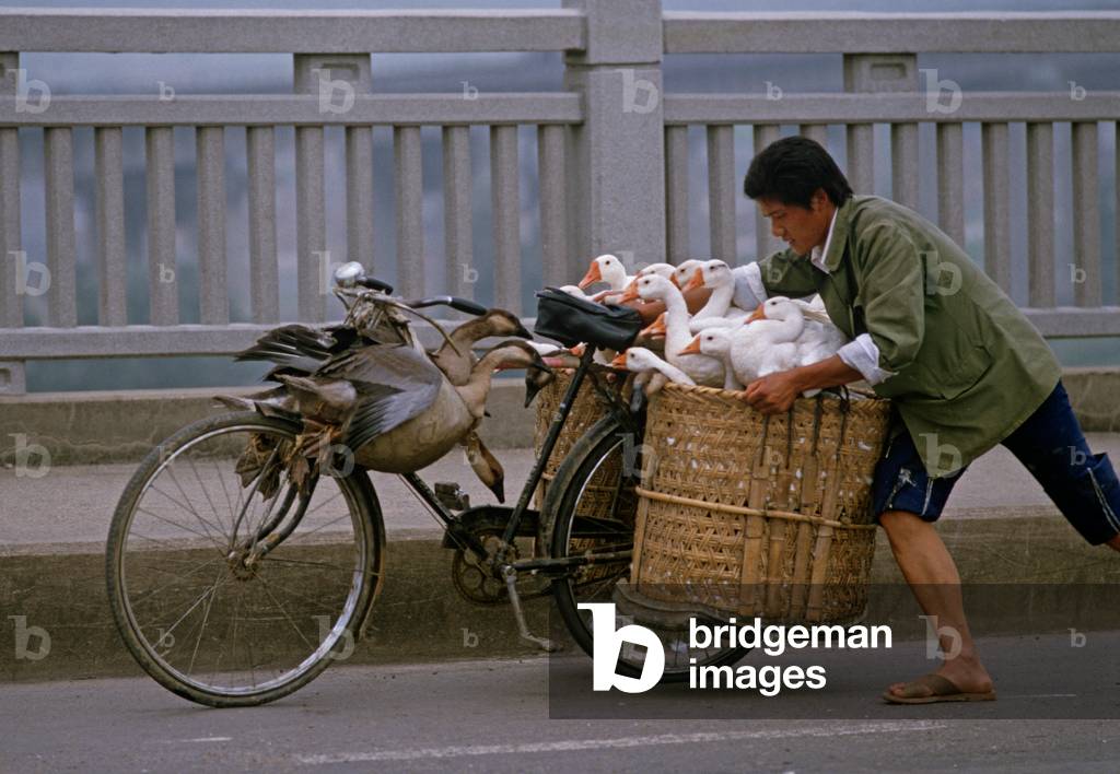 Geese transported by bicycle on way to market over the Yangtze River Bridge, Nanjing, China (photo)