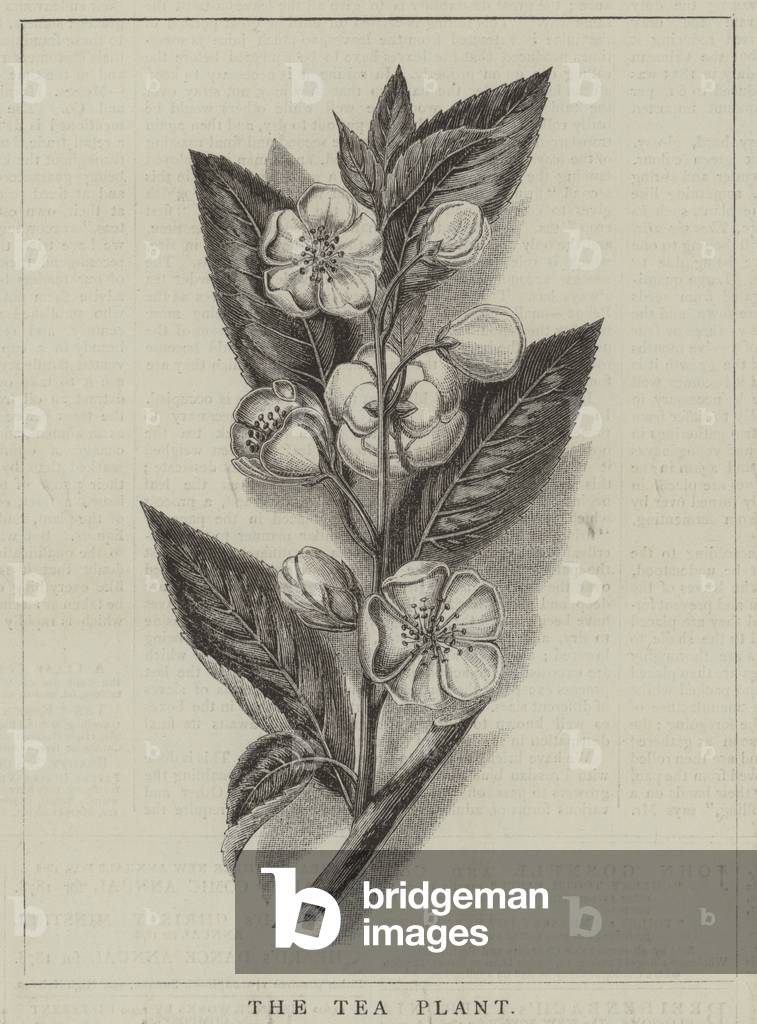The Tea Plant (engraving)