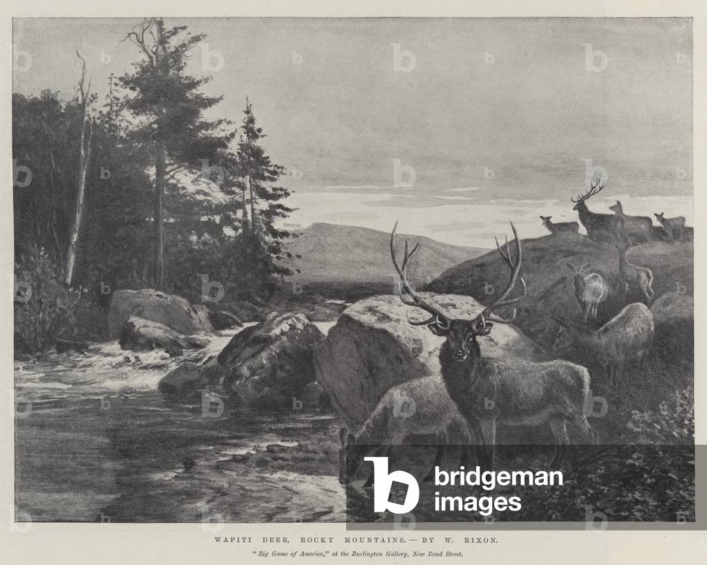 Wapiti Deer, Rocky Mountains (engraving)