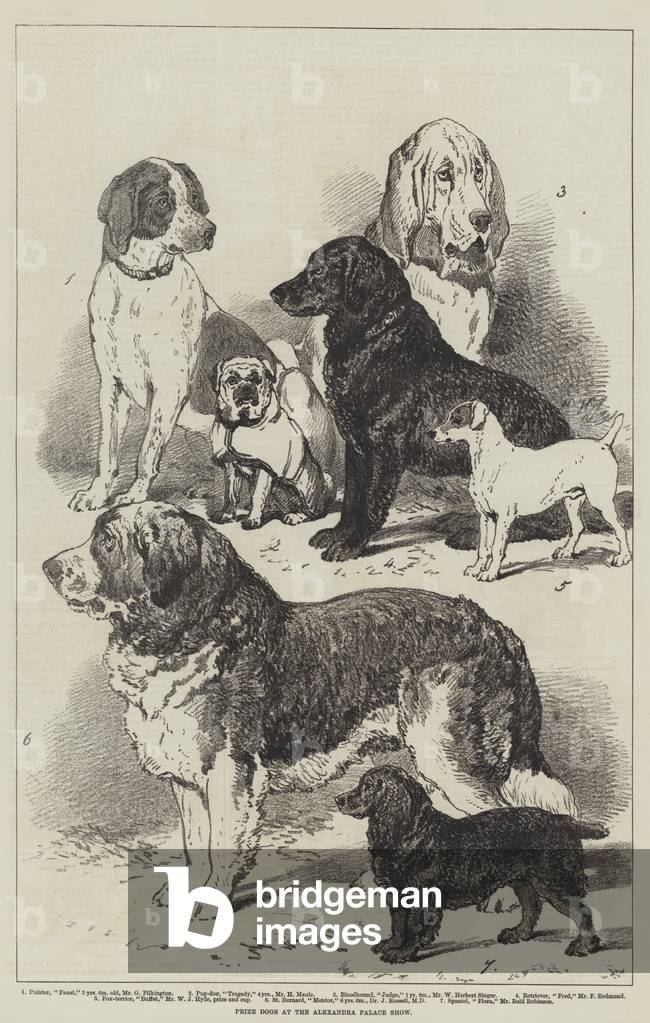 Prize Dogs at the Alexandra Palace Show (litho)