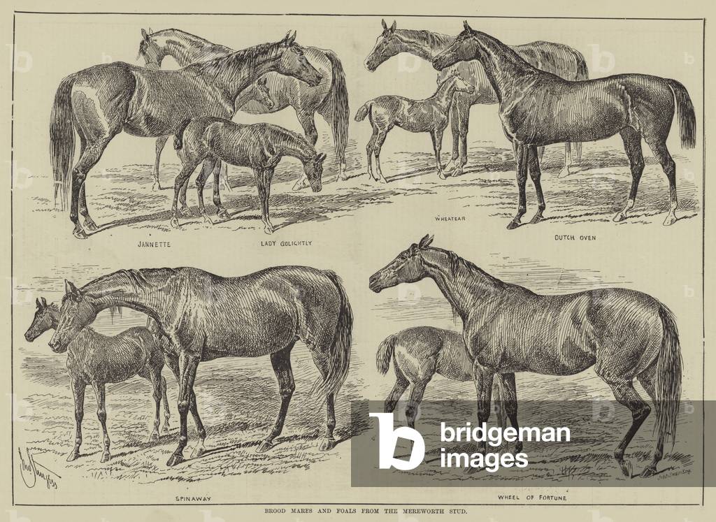 Brood Mares and Foals from the Mereworth Stud (engraving)