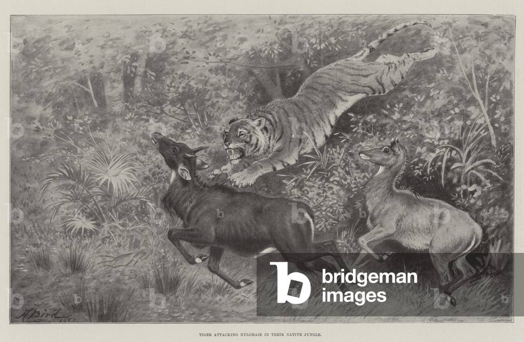 Tiger attacking Nylghaie in their Native Jungle (litho)