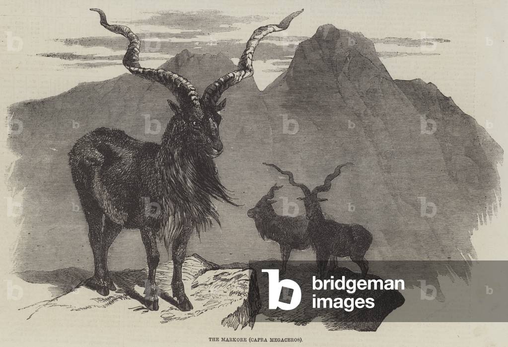 The Markore, Capra Megaceros (engraving)