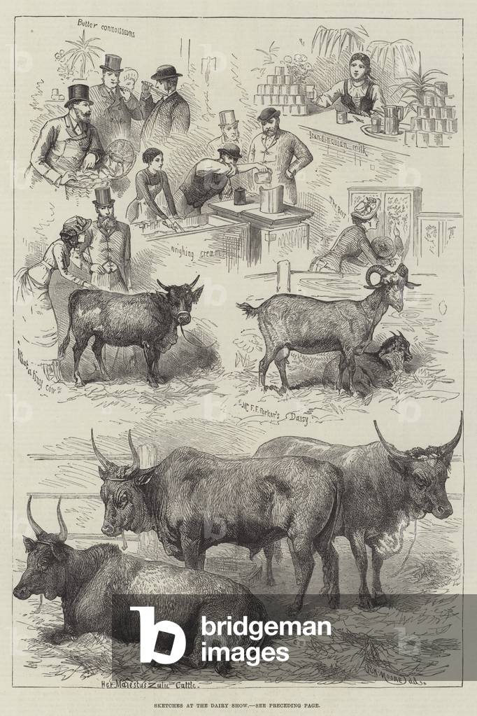 Sketches at the Dairy Show (engraving)