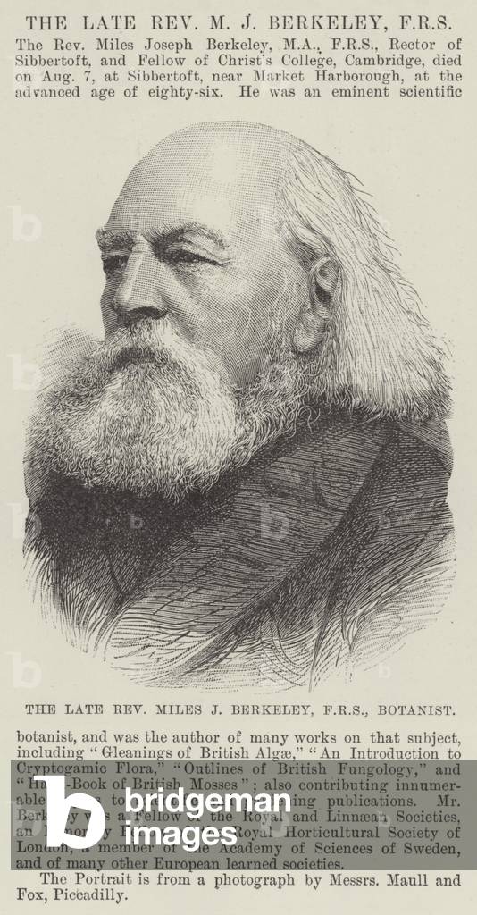The late Reverend Miles J Berkeley, FRS, Botanist (engraving)