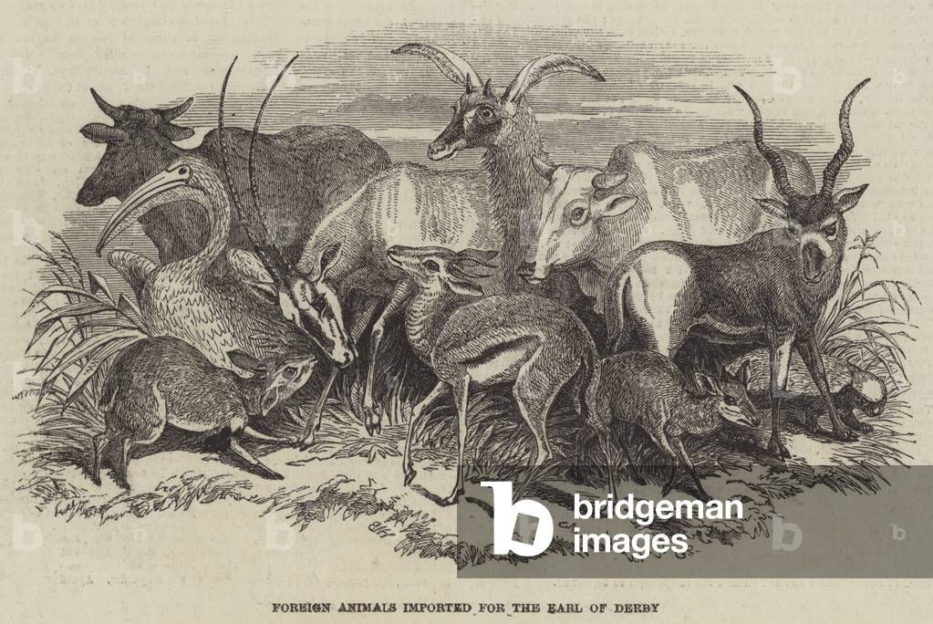 Foreign Animals imported for the Earl of Derby (engraving)