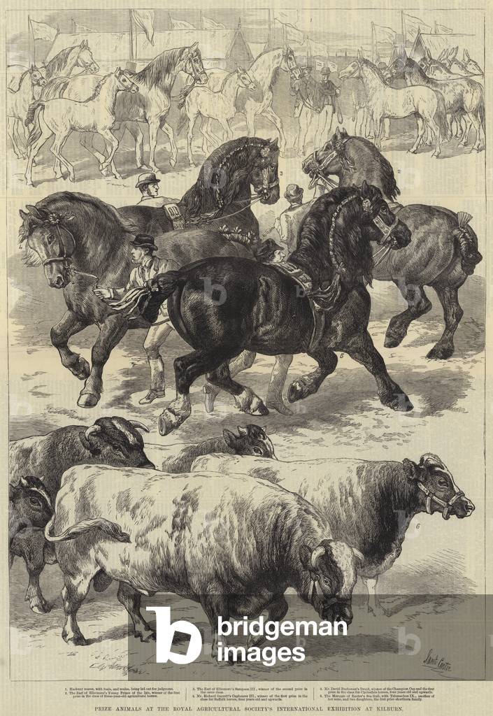 Prize Animals at the Royal Agricultural Society's International Exhibition at Kilburn (engraving)