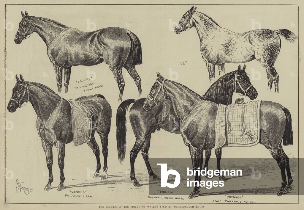 The Flower of the Prince of Wales's Stud at Marlborough House (engraving)
