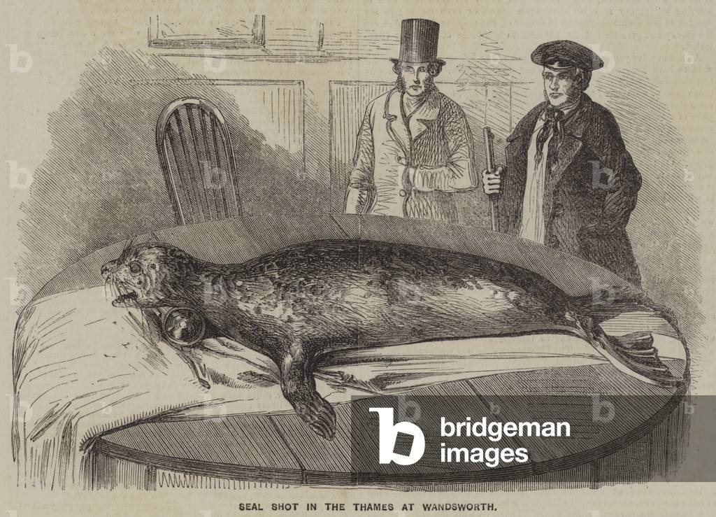 Seal shot in the Thames at Wandsworth (engraving)