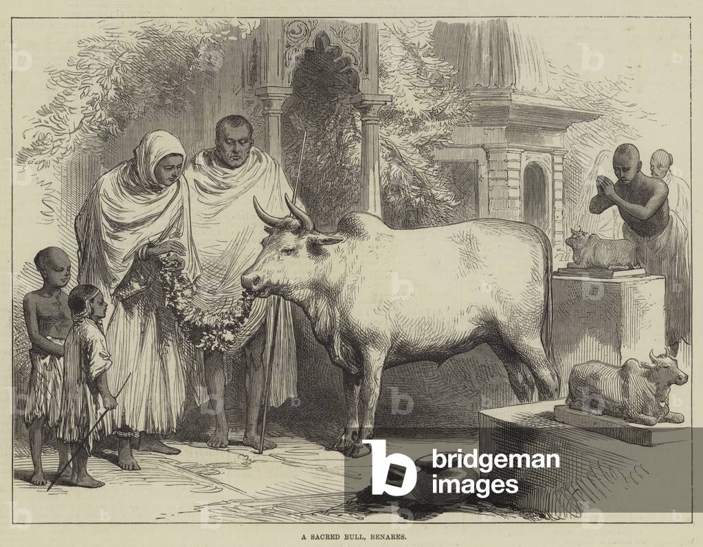 A Sacred Bull, Benares (engraving)