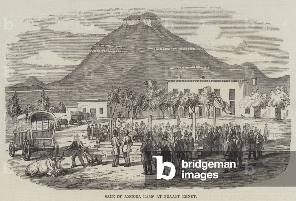 Sale of Angora Rams at Graaff Renet (engraving)