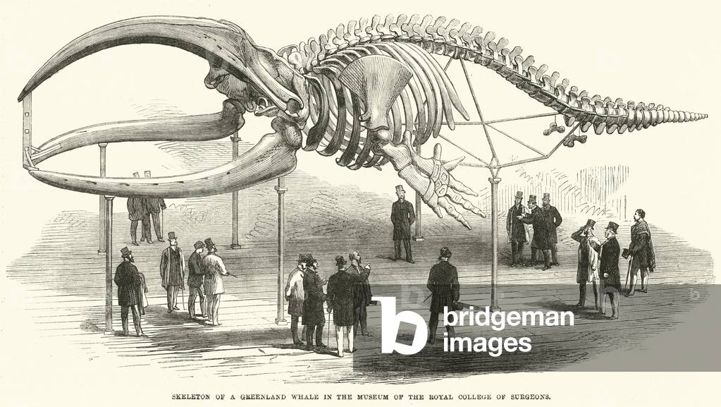 Skeleton of a Greenland Whale in the Museum of the Royal College of Surgeons (engraving)