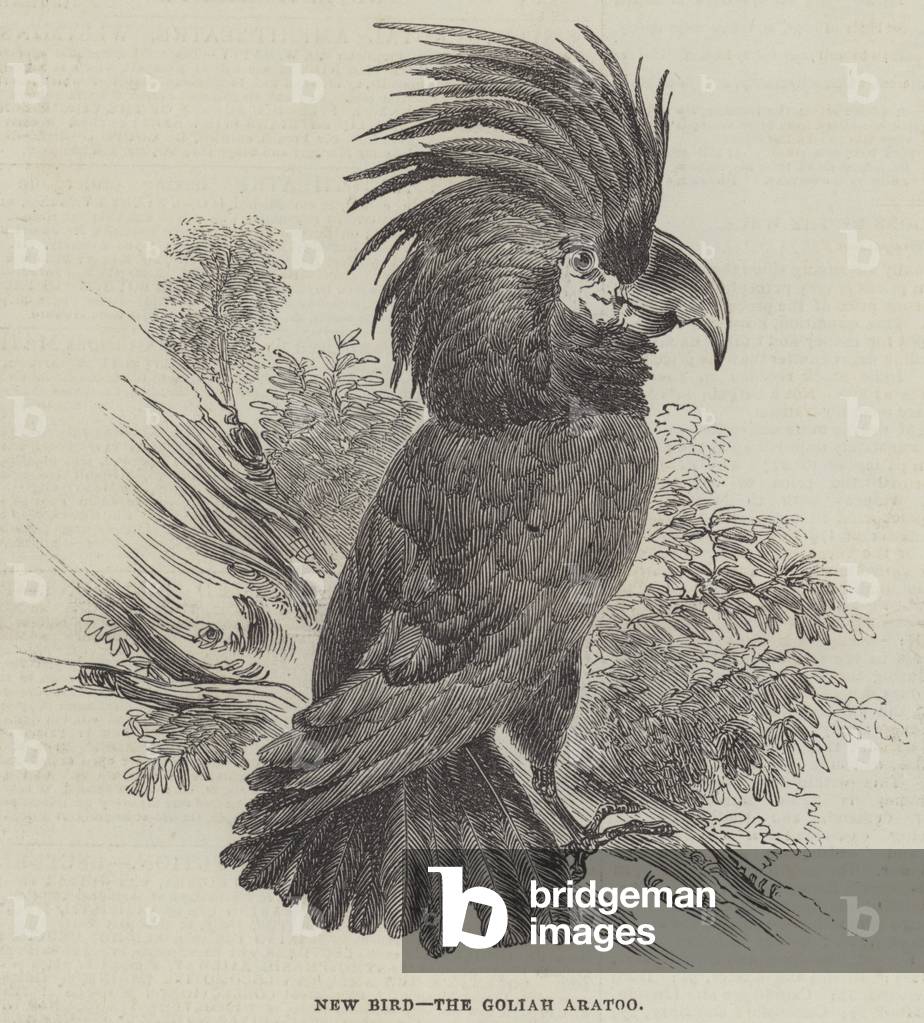 New Bird, the Goliah Aratoo (engraving)