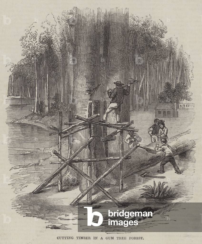 Cutting Timber in a Gum Tree Forest (engraving)