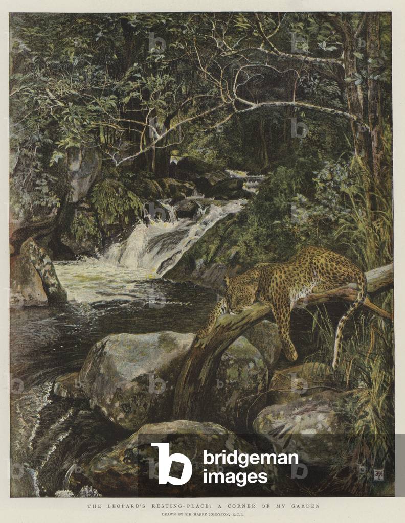 The Leopard's Resting-Place, a Corner of My Garden (chromolitho)