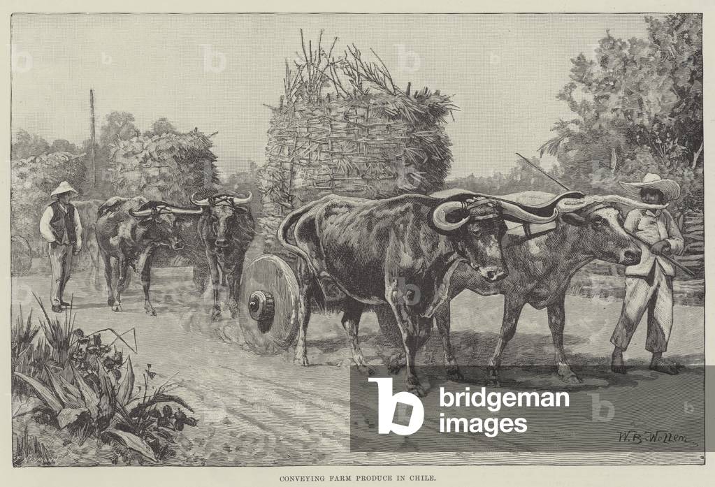 Conveying Farm Produce in Chile (engraving)