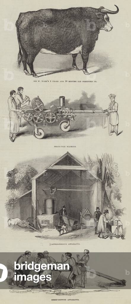 Prize Hereford Ox and Farming Implements (engraving)