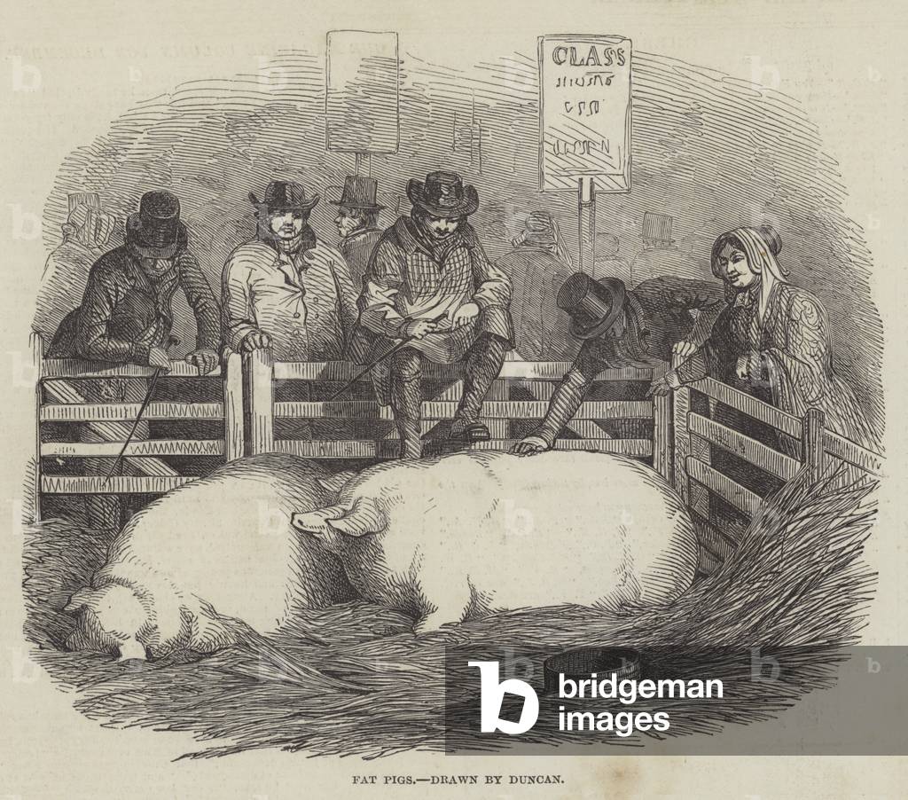 The Smithfield Club Cattle Show (engraving)