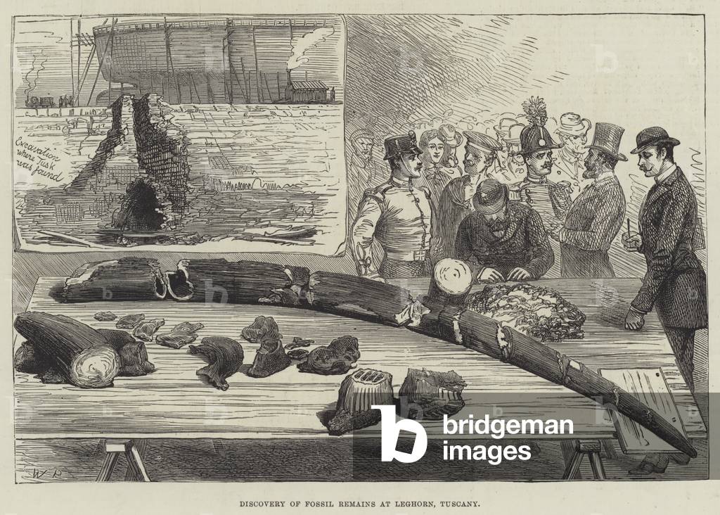 Discovery of Fossil Remains at Leghorn, Tuscany (engraving)