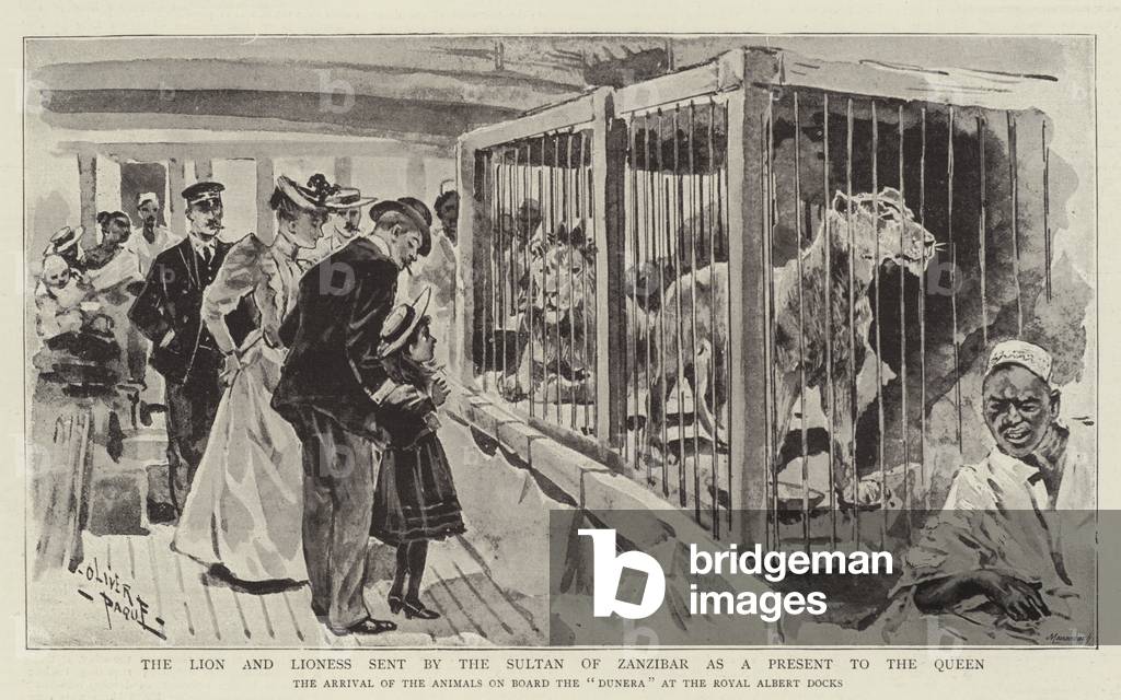The Lion and Lioness sent by the Sultan of Zanzibar as a Present to the Queen (litho)