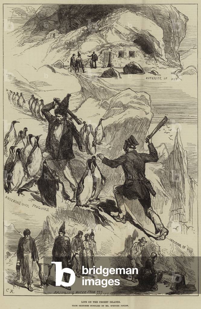 Life on the Crozet Islands (engraving)
