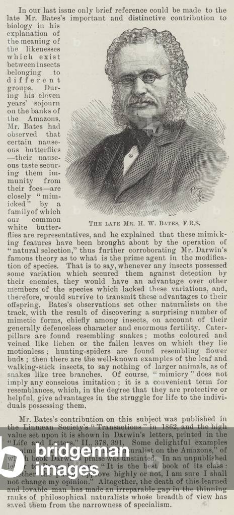 The late Mr H W Bates, FRS (engraving)