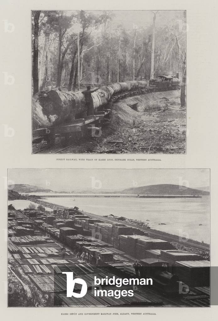 Logging in Australia (b/w photo)