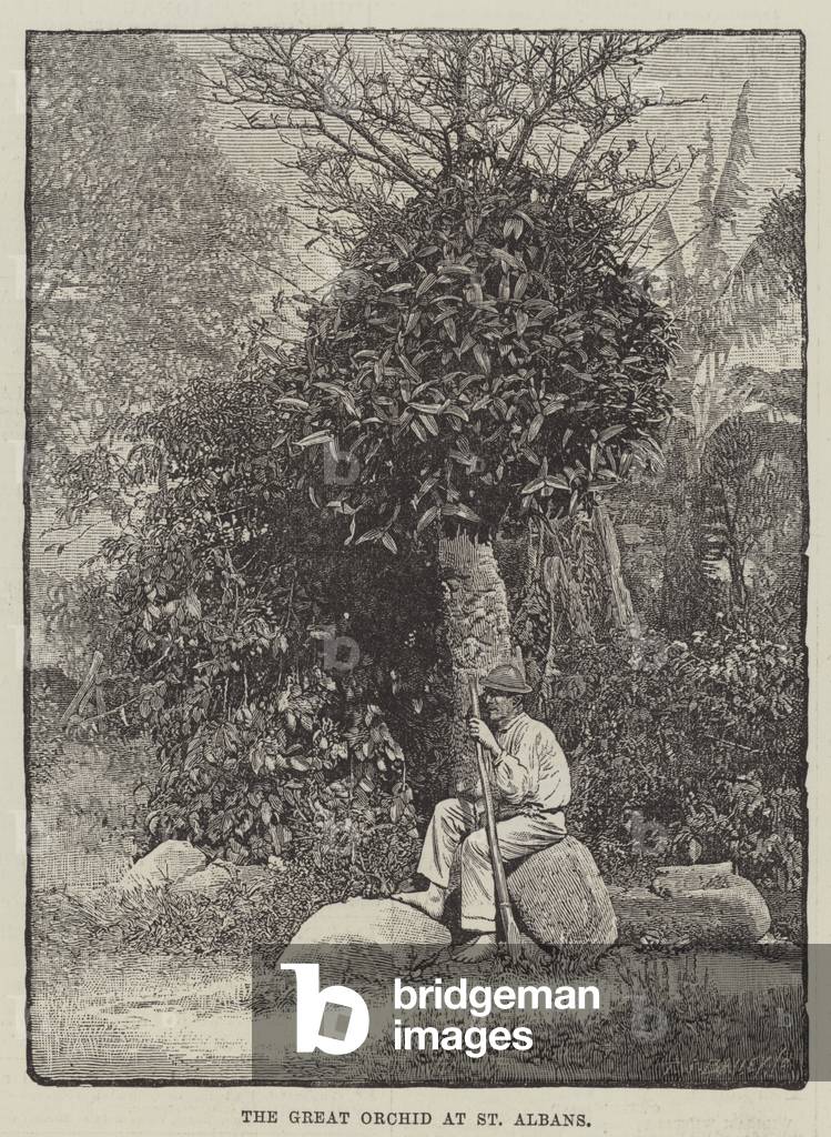 The Great Orchid at St Albans (engraving)