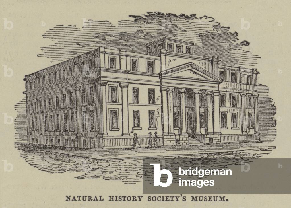 Natural History Society's Museum (engraving)