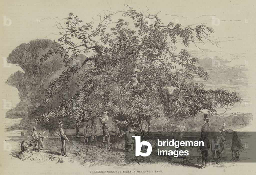 Threshing Chestnut Trees in Greenwich Park (engraving)