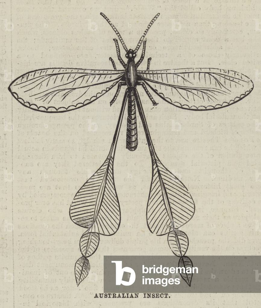 Australian Insect (engraving)