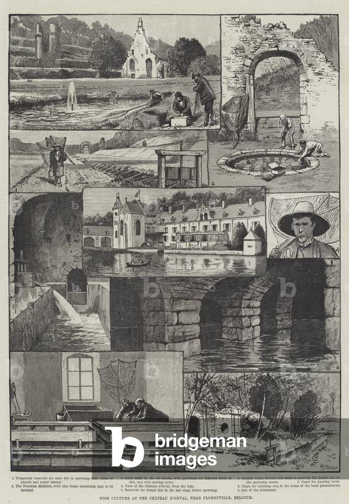 Fish Culture at the Chateau d'Orval, near Florenville, Belgium (engraving)