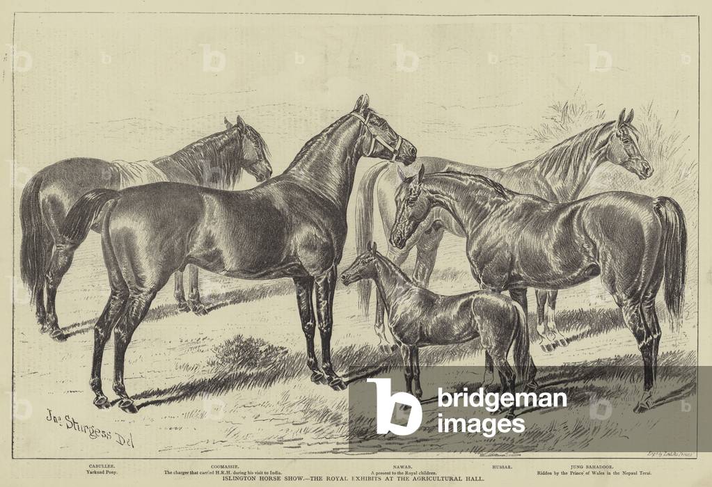 Islington Horse Show, the Royal Exhibits at the Agricultural Hall (engraving)