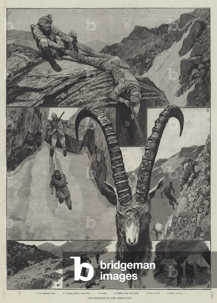 Ibex-Shooting in the Himalayas (engraving)