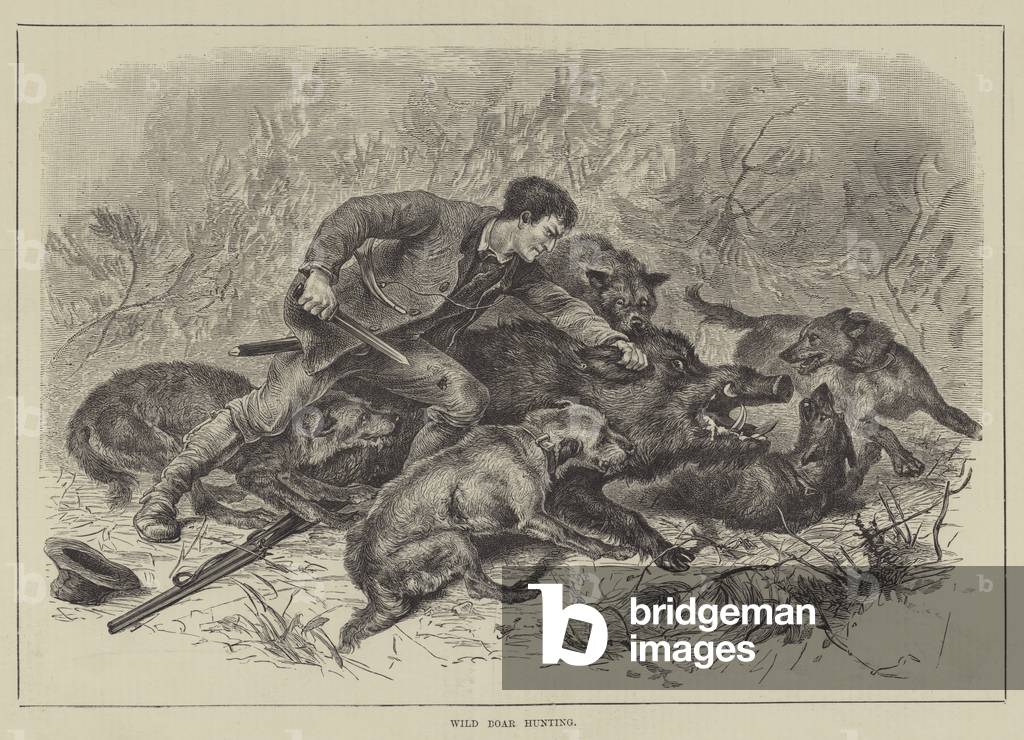 Wild Boar Hunting (engraving)