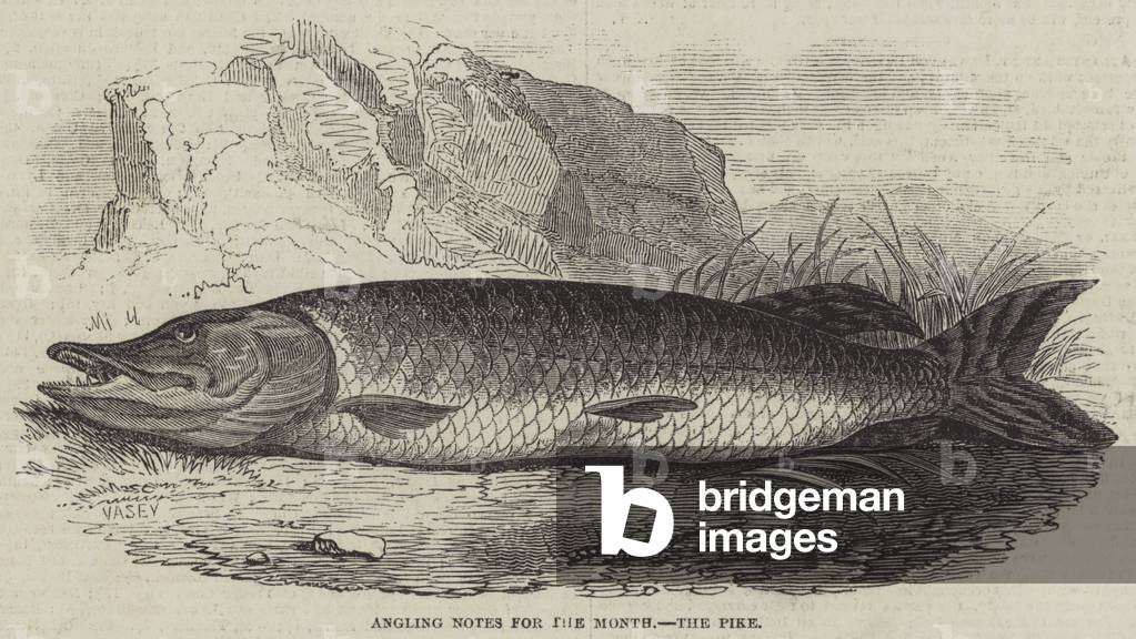 Angling Notes for the Month, the Pike (engraving)