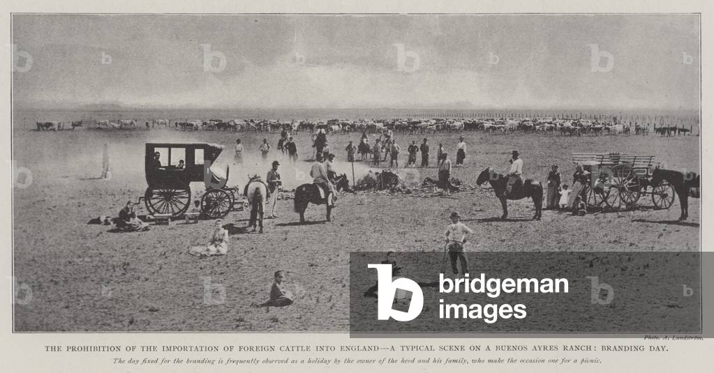 The Prohibition of the Importation of Foreign Cattle into England, a Typical Scene on a Buenos Ayres Ranch, Branding Day (b/w photo)
