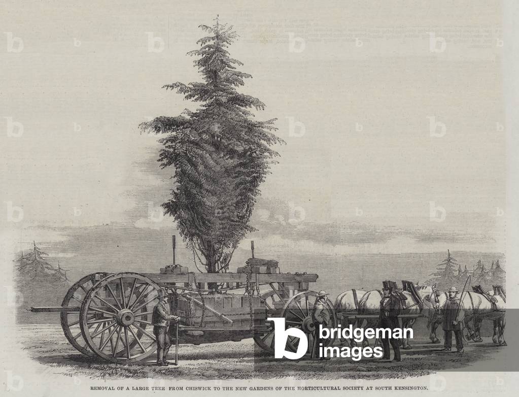 Removal of a Large Tree from Chiswick to the New Gardens of the Horticultural Society at South Kensington (engraving)