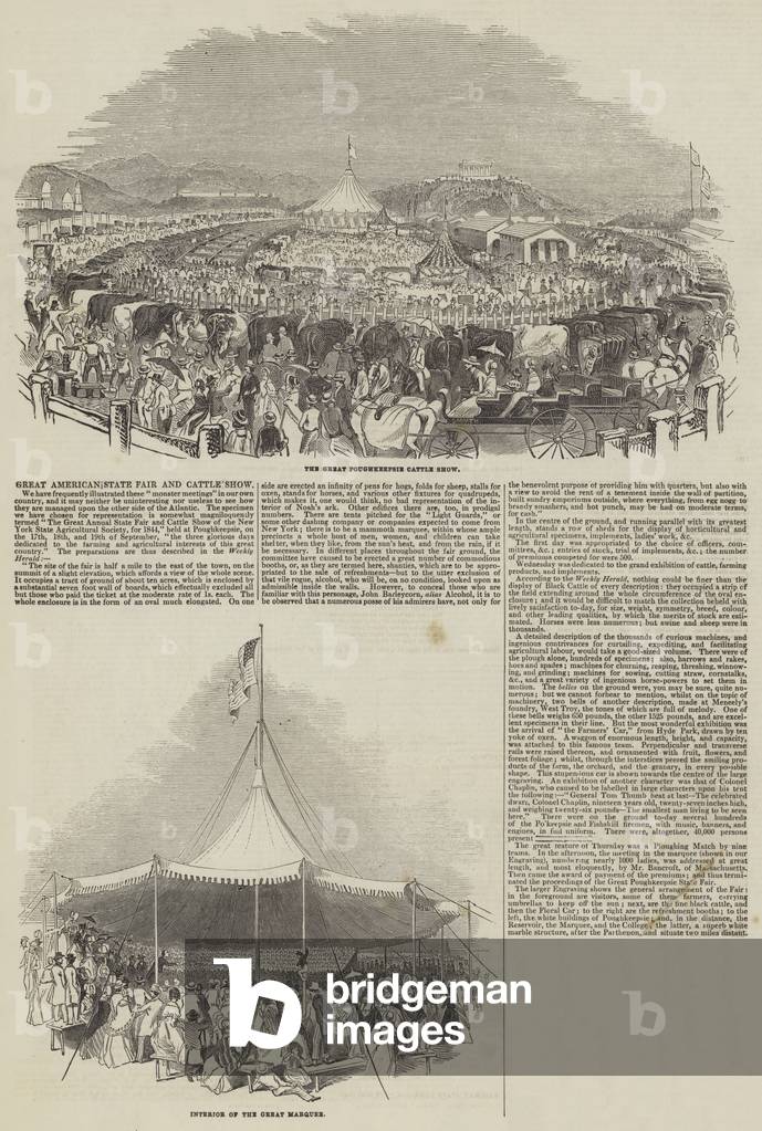 Great American State Fair and Cattle Show (engraving)