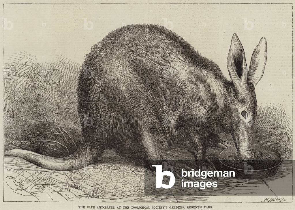 The Cape Ant-Eater at the Zoological Society's Gardens, Regent's Park (engraving)