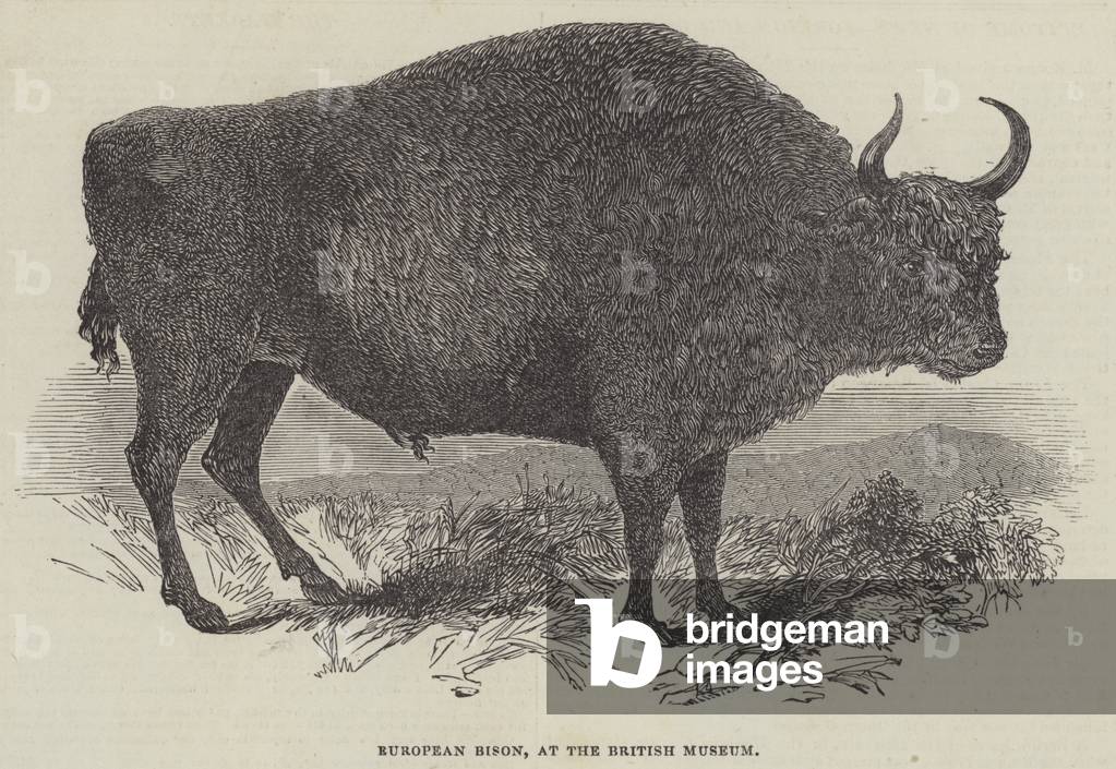 European Bison, at the British Museum (engraving)