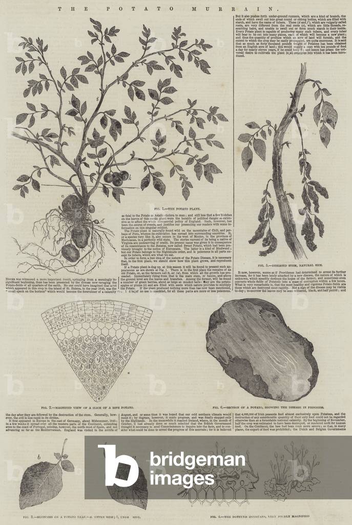 The Potato Murrain (engraving)