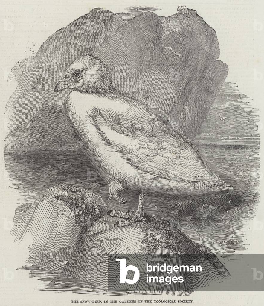 The Snow-Bird, in the Gardens of the Zoological Society (engraving)