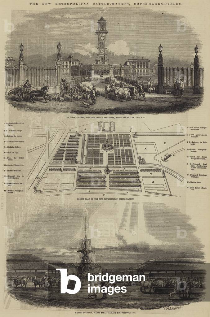 The New Metropolitan Cattle-Market, Copenhagen-Fields (engraving)