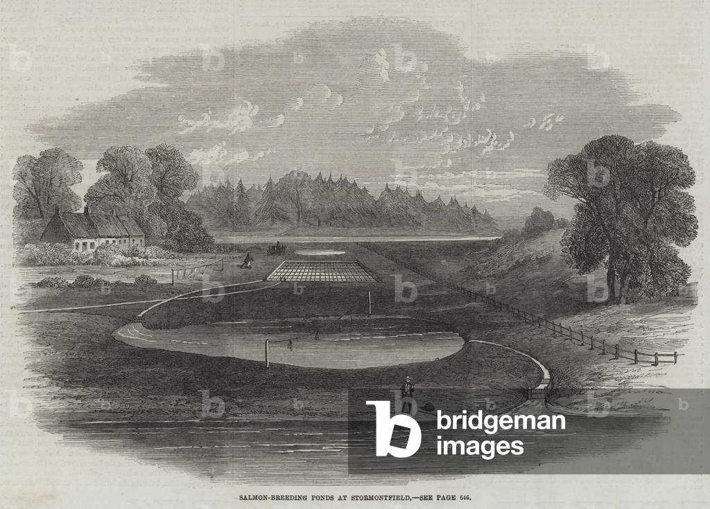 Salmon-Breeding Ponds at Stormontfield (engraving)