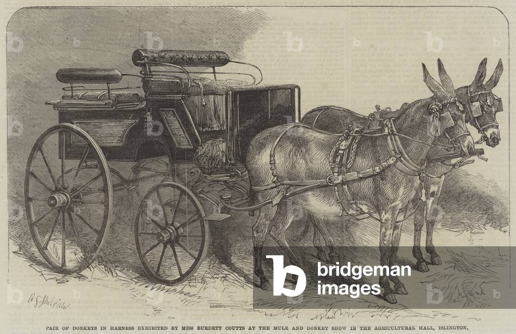 Pair of Donkeys in Harness exhibited by Miss Burdett Coutts at the Mule and Donkey Show in the Agricultural Hall, Islington (engraving)