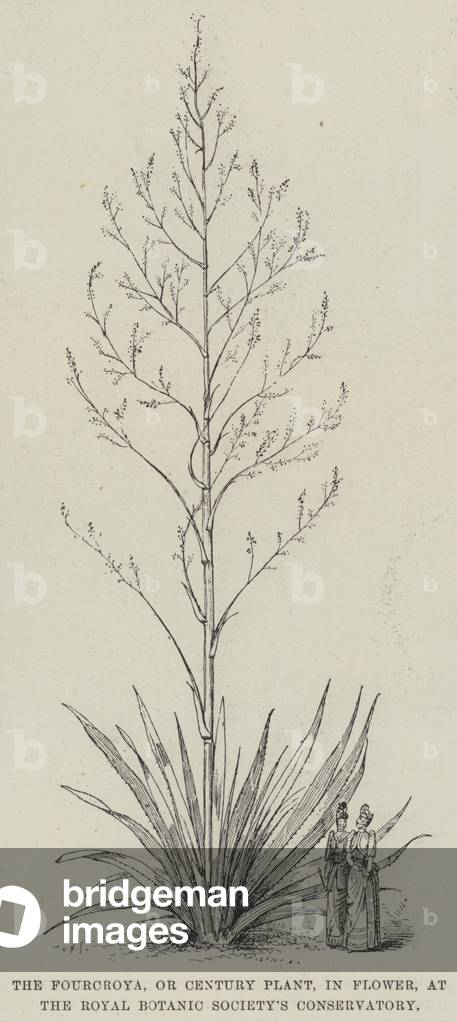 The Fourcroya, or Century Plant, in Flower, at the Royal Botanic Society's Conservatory (engraving)