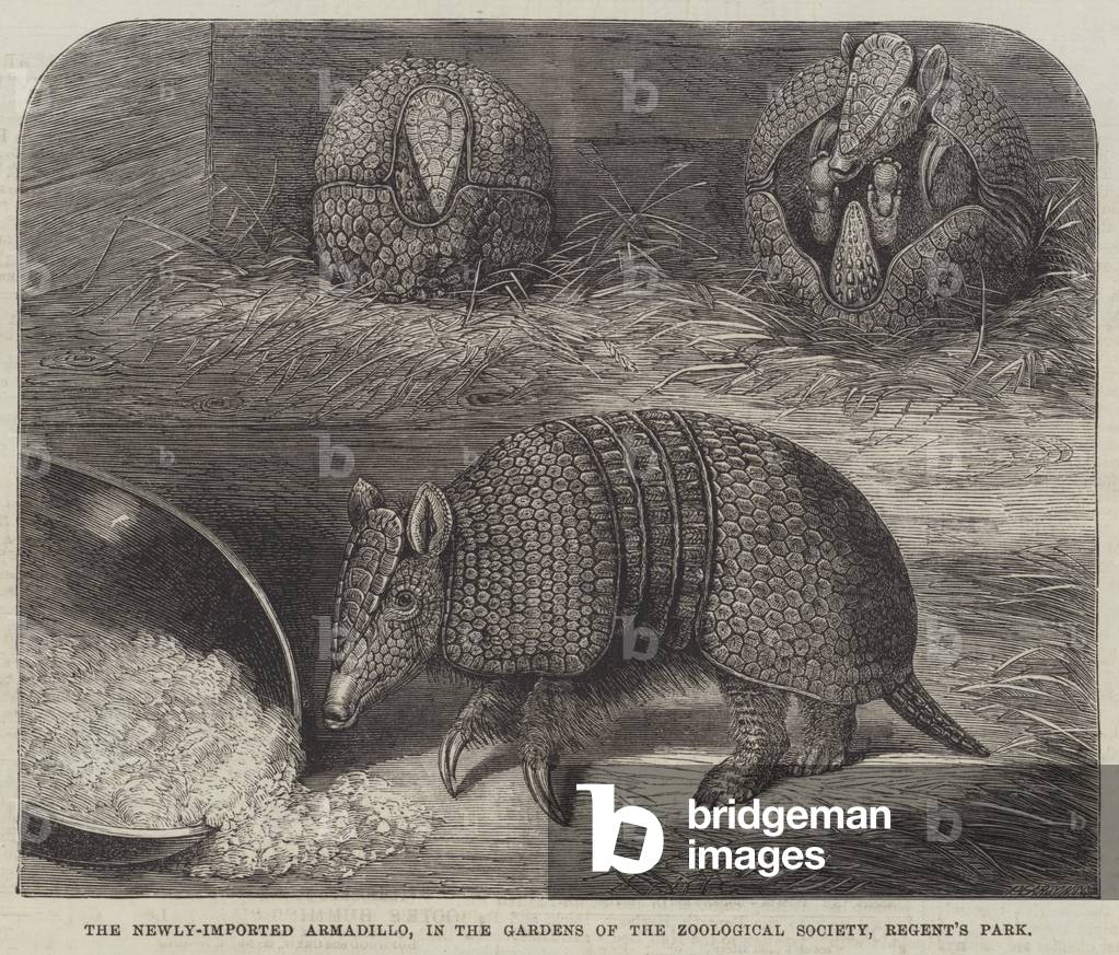 The Newly-Imported Armadillo, in the Gardens of the Zoological Society, Regent's Park (engraving)
