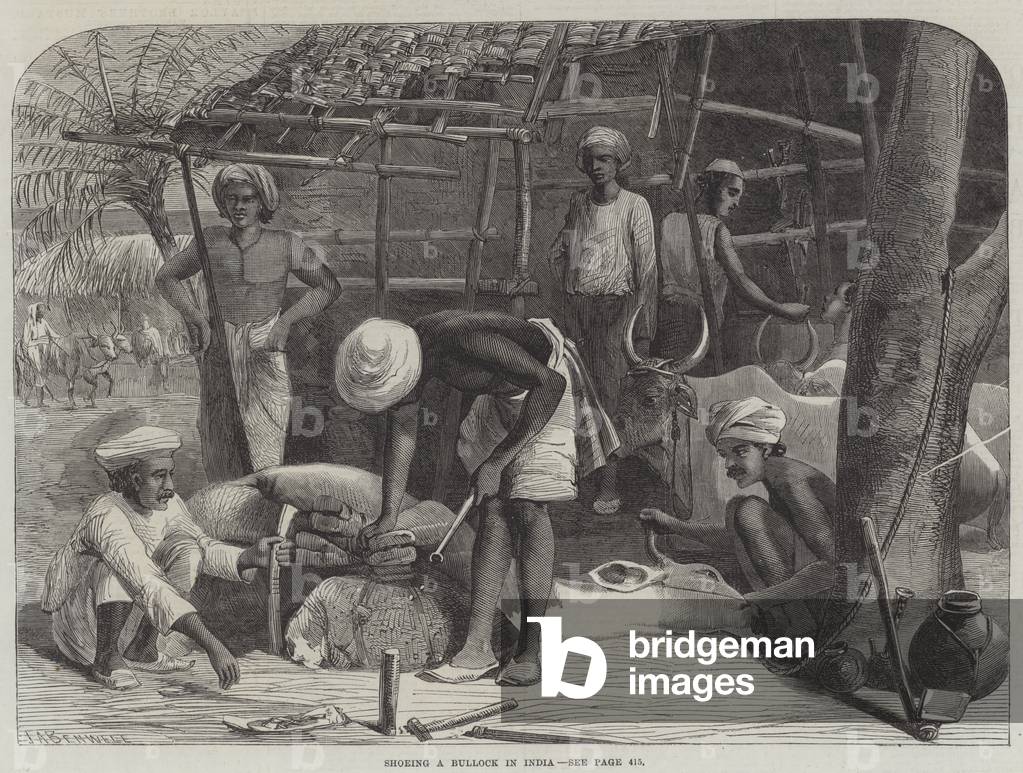 Shoeing a Bullock in India (engraving)